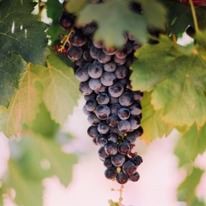 Grapes Grapes